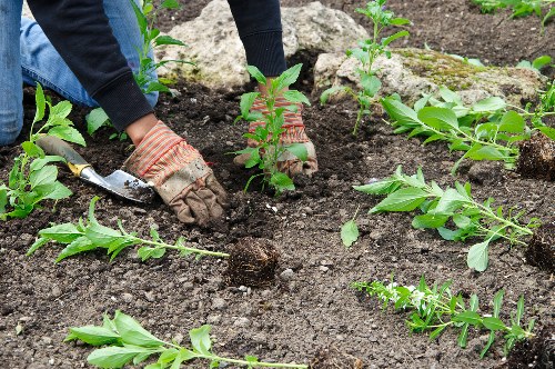 Professional lawn care service improving a garden in Shooters Hill