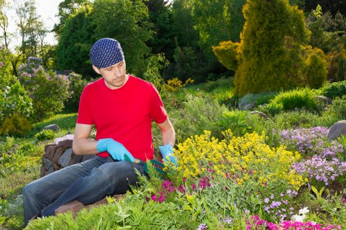 Seasonal hedge trimming in Shooters Hill for healthy growth