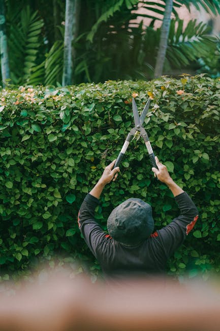 A gardener viewed from behind, wearing a dark cap and long-sleeved black shirt with red accents, is trimming a dense, well-maintained hedge with large pruning shears in a garden setting. The hedge has